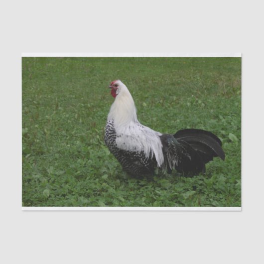 ブラケルハーン 薄葉紙 (正面)