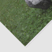 ブラケルハーン 薄葉紙 (詳細)