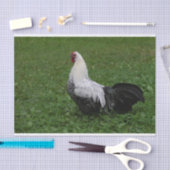 ブラケルハーン 薄葉紙 (クラフト)