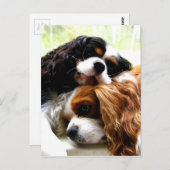 ブラザーズ・カバリエ ポストカード (正面/裏面)