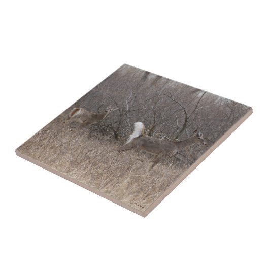 ブラシのD1によって白後につかれるシカの春の木びき台 タイル (側面)