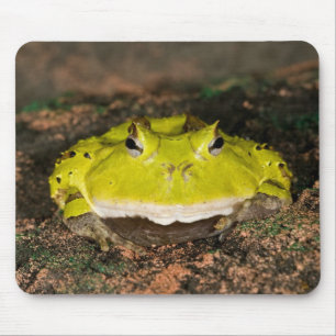 ブラジリアンホオカガエル Ceratophrys cornuta 2 マウスパッド