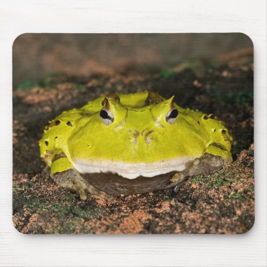 ブラジリアンホオカガエル Ceratophrys cornuta 2 マウスパッド (正面)