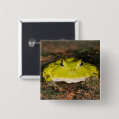 ブラジリアンホオカガエル Ceratophrys cornuta 2 缶バッジ (正面&裏面)