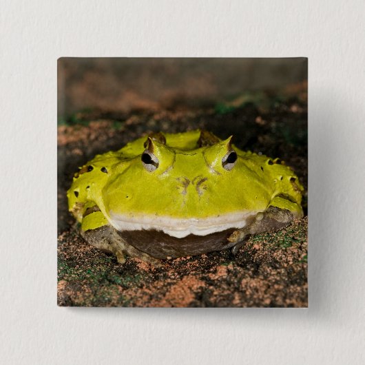 ブラジリアンホオカガエル Ceratophrys cornuta 2 缶バッジ (正面)