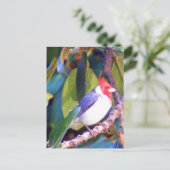 ブラジルとツリー（鳥）ショウジョウコウカンチョウ ポストカード (スタンド正面)