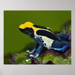 ブラジルのコバルトの投げ矢のカエル、Dendrobates ポスター
