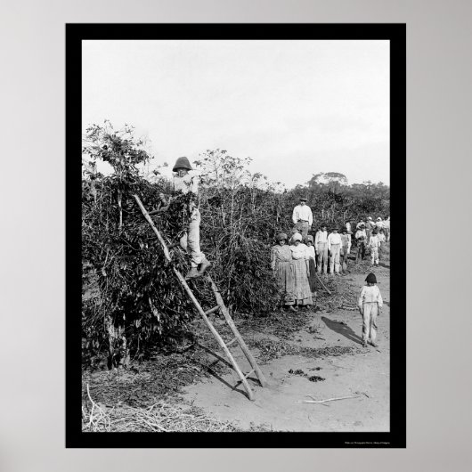 ブラジルのコーヒーベリーピッカー1911 ポスター (正面)