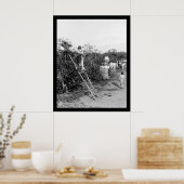 ブラジルのコーヒーベリーピッカー1911 ポスター (キッチン)