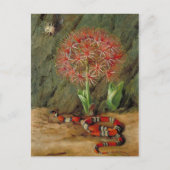 ブラジルのサンゴのヘビとクモの花の帝国時代 ポストカード (正面)