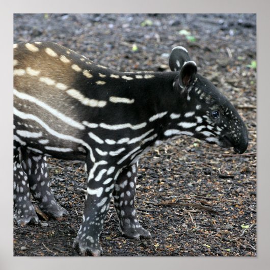 ブラジルのタピールポスター ポスター (正面)