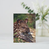 ブラジルのタピール、若い子牛 ポストカード (スタンド正面)