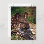 ブラジルのタピール、若い子牛 ポストカード (正面/裏面)