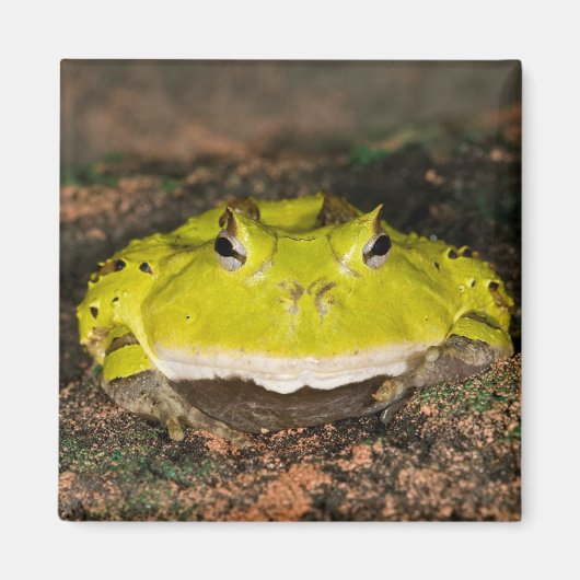 ブラジルのツキガエル Ceratophrys cornuta 2 マグネット (正面)