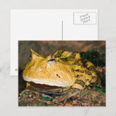 ブラジルのツキガエル Ceratophrys cornuta 3 ポストカード (正面/裏面)