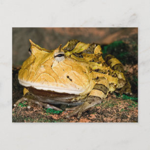 ブラジルのツキガエル Ceratophrys cornuta 3 ポストカード