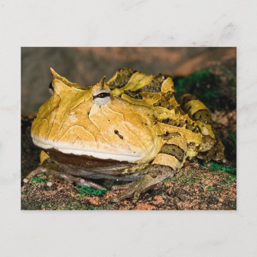 ブラジルのツキガエル Ceratophrys cornuta 3 ポストカード (正面)