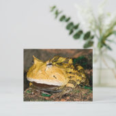 ブラジルのツキガエル Ceratophrys cornuta 3 ポストカード (スタンド正面)