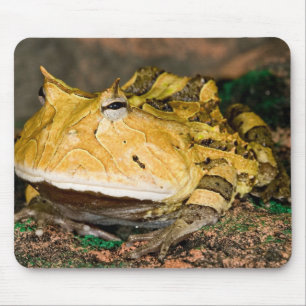ブラジルのツキガエル Ceratophrys cornuta 3 マウスパッド