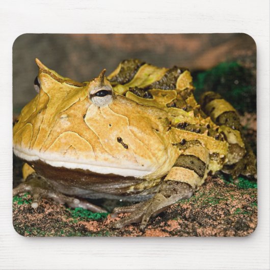 ブラジルのツキガエル Ceratophrys cornuta 3 マウスパッド (正面)
