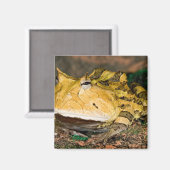 ブラジルのツキガエル Ceratophrys cornuta 3 マグネット (正面/裏面)