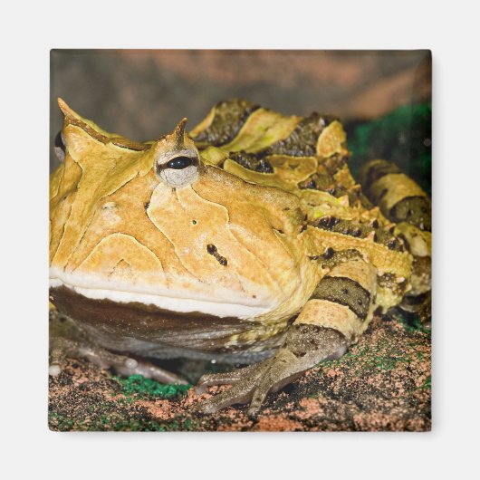 ブラジルのツキガエル Ceratophrys cornuta 3 マグネット (正面)