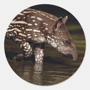 ブラジルのバク、川の側の若い子牛 ラウンドシール