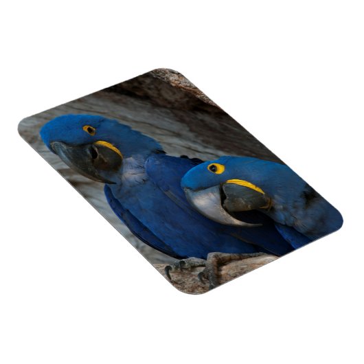 ブラジルのヒヤシンス・マカーズ2基 マグネット (右側)