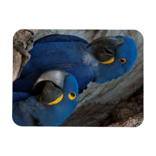 ブラジルのヒヤシンス・マカーズ2基 マグネット (横)