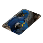 ブラジルのヒヤシンス・マカーズ2基 マグネット (左側)