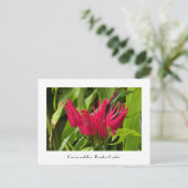 ブラジルの珍しいキャンドルまたは多くの花の葉書 ポストカード (スタンド正面)