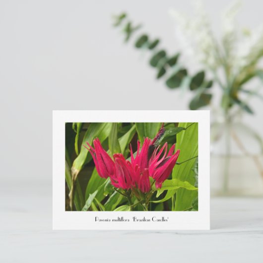 ブラジルの珍しいキャンドルまたは多くの花の葉書 ポストカード (スタンド正面)