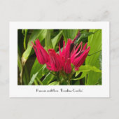 ブラジルの珍しいキャンドルまたは多くの花の葉書 ポストカード (正面)