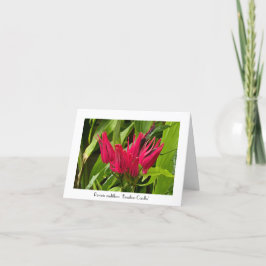 ブラジルの異例のキャンドルあいさつメモ カード