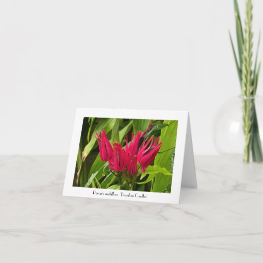 ブラジルの異例のキャンドルあいさつメモ カード (正面)