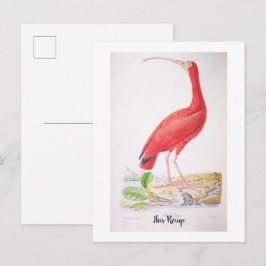 ブラジルの輝く鳥 - Ibis Rouge ポストカード