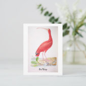 ブラジルの輝く鳥 - Ibis Rouge ポストカード (スタンド正面)