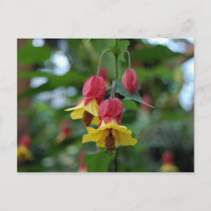 ブラジルの鐘花葉書 ポストカード