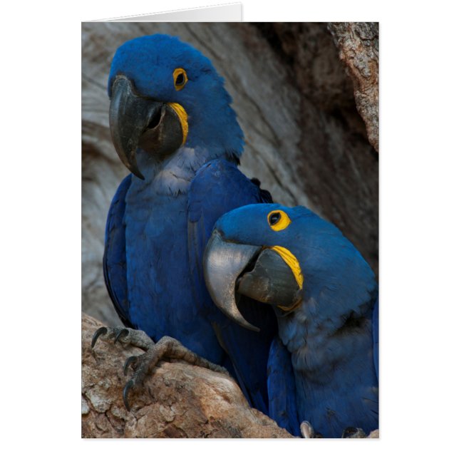 ブラジルの2羽のハシグロインコ (正面)