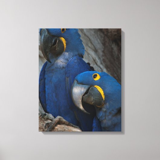 ブラジルの2羽のハシグロインコ キャンバスプリント (正面)