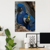 ブラジルの2羽のハシグロインコ ポスター (ホームオフィス)
