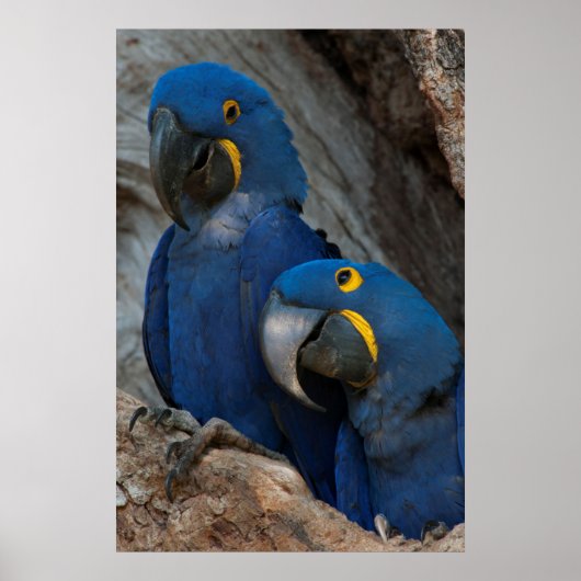 ブラジルの2羽のハシグロインコ ポスター (正面)