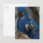 ブラジルの2羽のハシグロインコ ポストカード (正面/裏面)