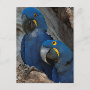 ブラジルの2羽のハシグロインコ ポストカード