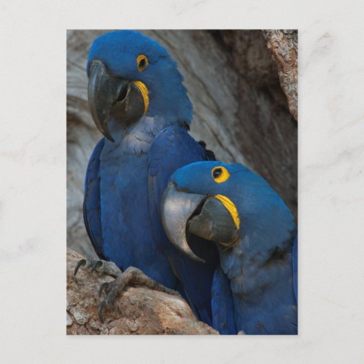 ブラジルの2羽のハシグロインコ ポストカード (正面)