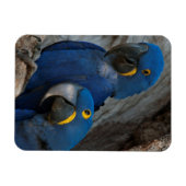 ブラジルの2羽のハシグロインコ マグネット (横)