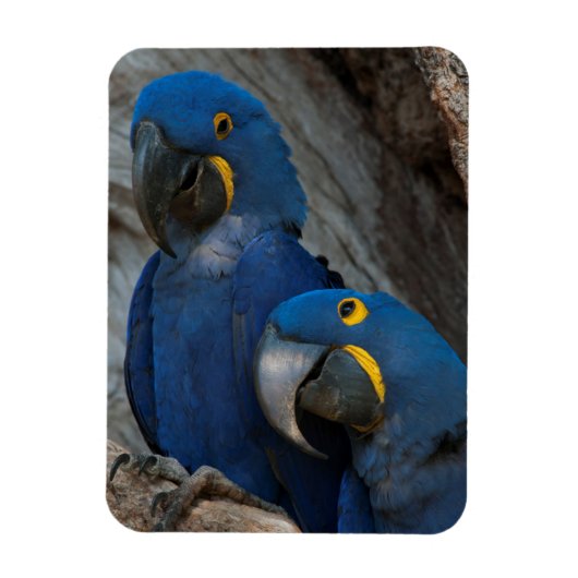 ブラジルの2羽のハシグロインコ マグネット (縦)