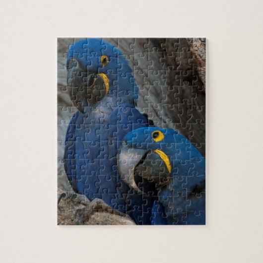 ブラジルの2羽のハシグロコンゴウインコ ジグソーパズル (縦)