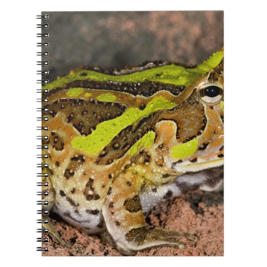 ブラジルオオツノガエル, Ceratophrys cornuta, 原産地 ノートブック (正面)