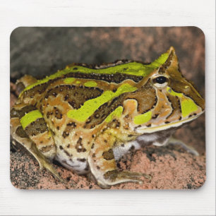 ブラジルオオツノガエル, Ceratophrys cornuta, 原産地 マウスパッド